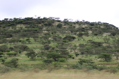 Vachellia sieberiana