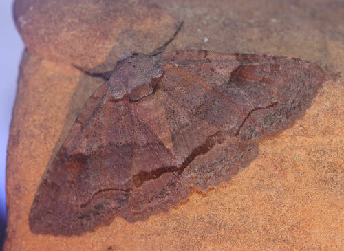 Oblique and Brown-spotted Zale Moths and Allies photo 4