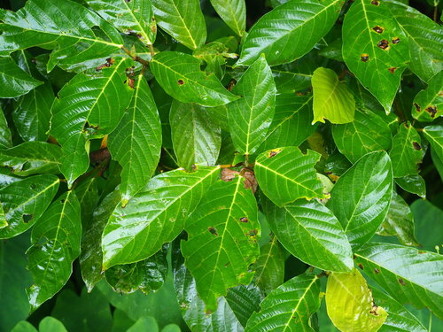 Image of Ficus fistulosa by no rights reserved