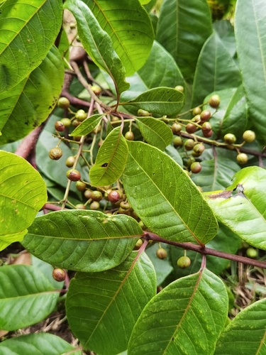 Image of Toxicodendron striatum by (c) Eduardo Chacón Madrigal, some rights reserved (CC BY)