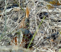 Callipepla douglasii