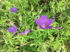 Geranium sanguineum