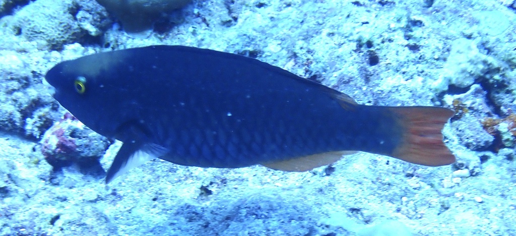 Tricolour parrotfish