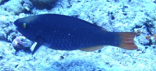 Tricolour Parrotfish — seen at this dive site