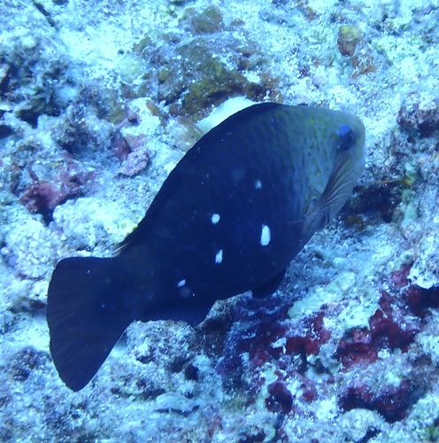 Indian Bullethead Parrotfish — seen at this dive site