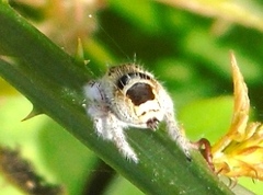 Phidippus pacosauritus