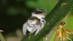 Phidippus pacosauritus