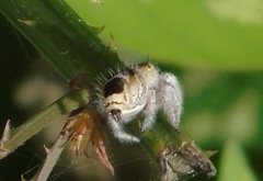 Phidippus pacosauritus