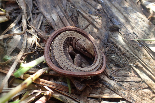 Japanese Grass Lizard, photo 7 of 7