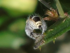 Phidippus pacosauritus