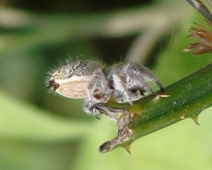 Phidippus pacosauritus