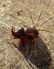 Oryctes nasicornis corniculatus