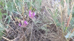 Astragalus varius