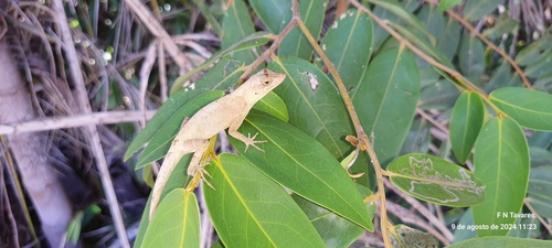Brazilian Anole