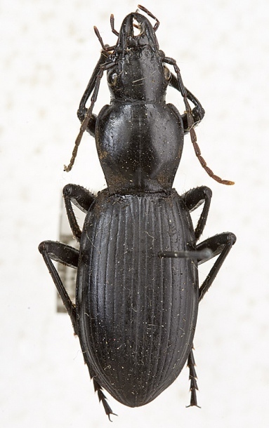 Taphoxenus cellarum