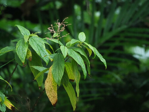Image of Boehmeria zollingeriana by no rights reserved
