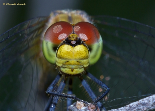 Ruddy Darter, photo 10 of 10