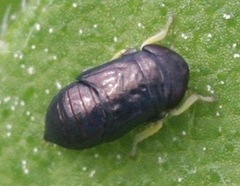 Limotettix anthracinus