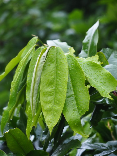 Diospyros blancoi