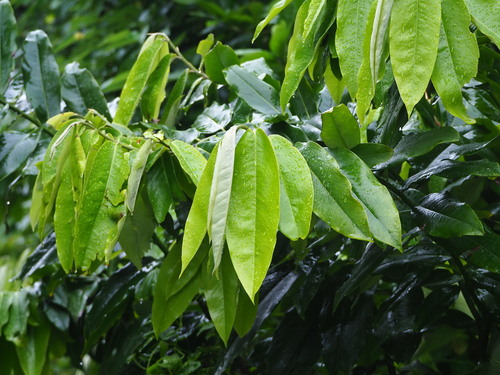 Diospyros blancoi