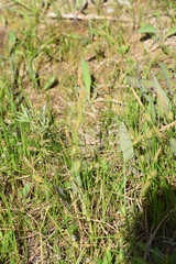 Carex pellita