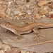 Cape Sand Lizard - Photo (c) Berkeley Lumb, some rights reserved (CC BY-NC), uploaded by Berkeley Lumb