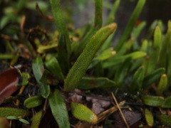 Pyrrosia linearifolia