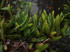 Pyrrosia linearifolia