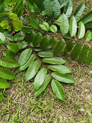 Toxicodendron striatum, photograph 3