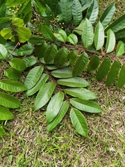 Toxicodendron striatum, photograph (c) Eduardo Chacón Madrigal, some rights reserved (CC BY)