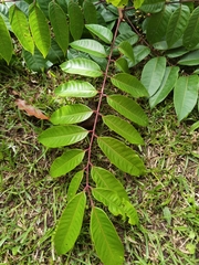 Toxicodendron striatum, photograph (c) Eduardo Chacón Madrigal, some rights reserved (CC BY)