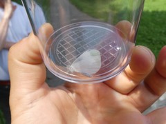 Dismorphiinae