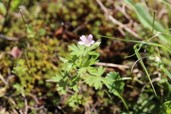 Geranium bicknellii