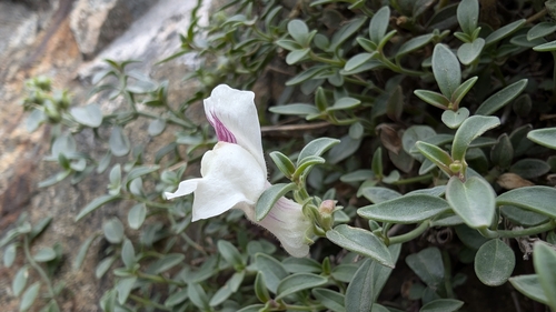 Antirrhinum sempervirens, photograph 2