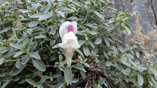 Antirrhinum sempervirens, photograph 3