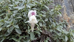 Antirrhinum sempervirens, photograph (c) Joan Simon, some rights reserved (CC BY)