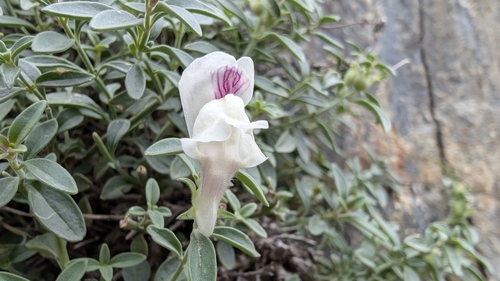 Antirrhinum sempervirens, photograph 4