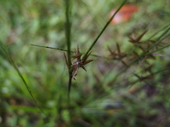 Cyperus flavidus