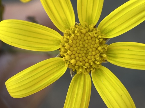 Othonna multicaulis