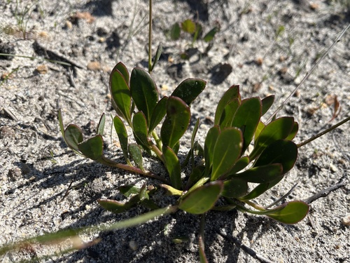 Othonna multicaulis