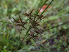 Cyperus flavidus