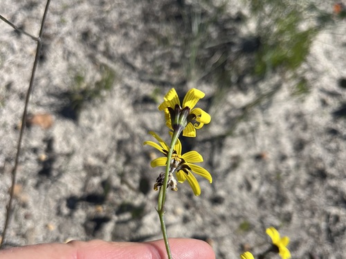 Manystem Babooncabbage (Othonna multicaulis)