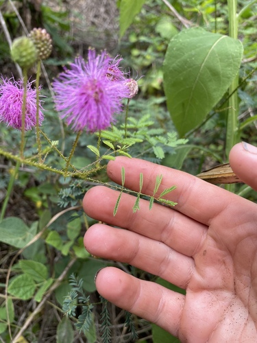 Image of Mimosa nuttallii by no rights reserved
