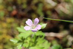 Geranium bicknellii