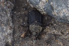 Thanatophilus lapponicus