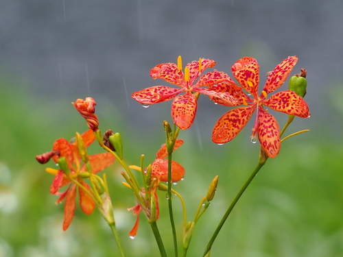 Leopard flower (Iris domestica)