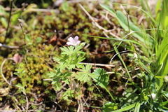 Geranium bicknellii