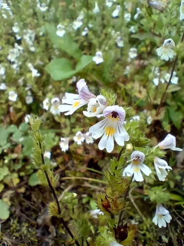 Image of Euphrasia picta by (c) Rolf A. Engelmann, some rights reserved (CC BY)