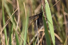 Nephrotoma altissima