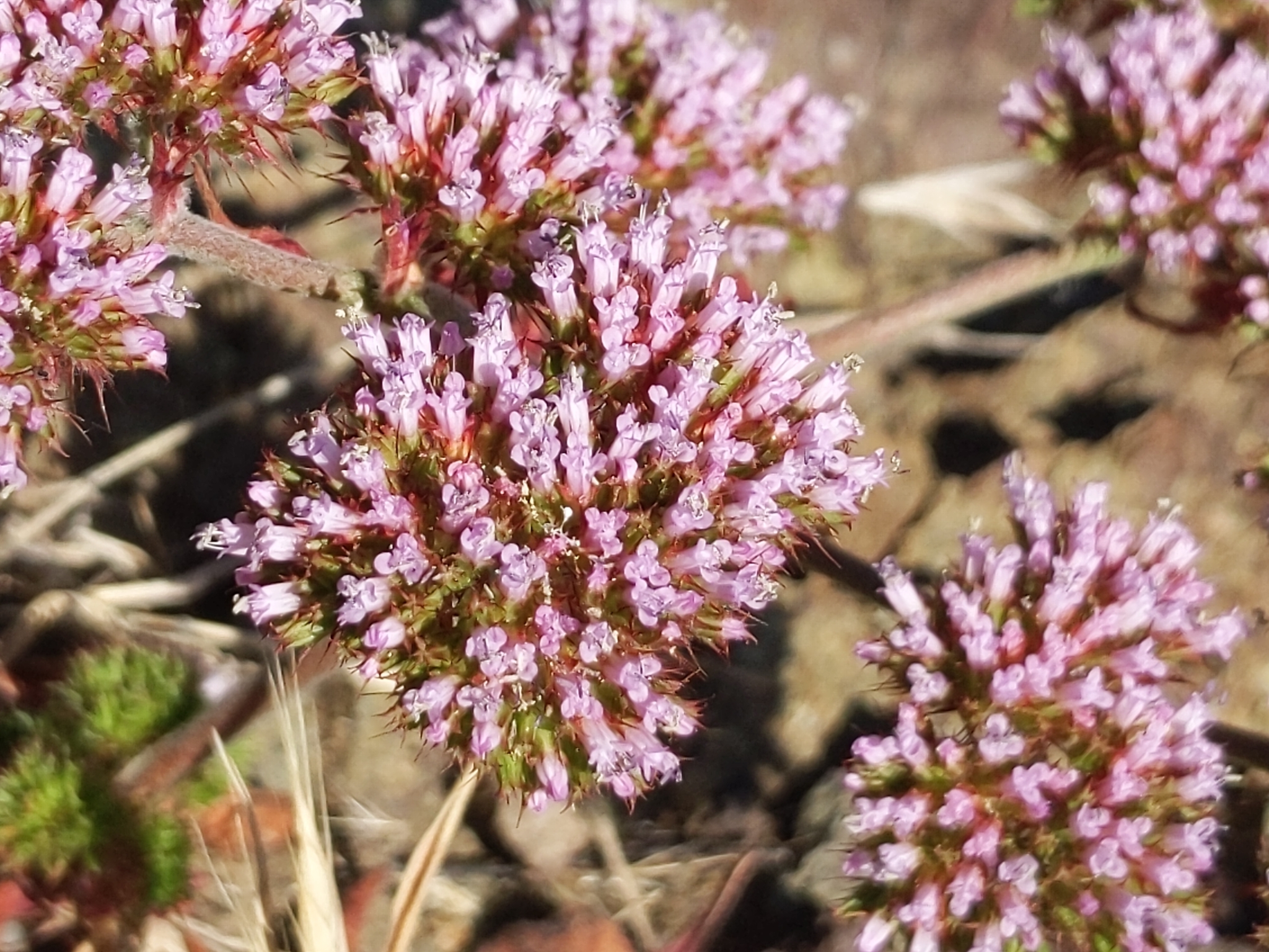 Chorizanthe palmeri